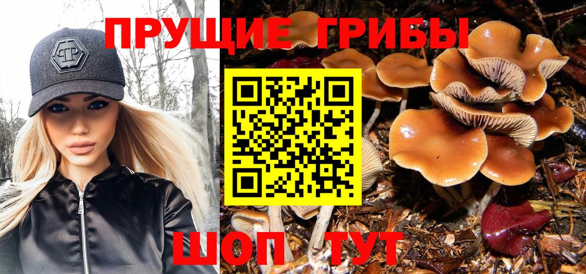Псилоцибиновые грибы Psilocybe Гурьевск